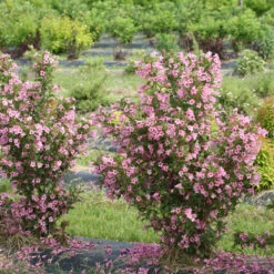 Sonic Bloom® Pure Pink Weigela -Greatgardenplants weigela sonic bloom pure pink 3