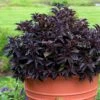 Spilled Wine® Weigela 1 Spilled Wine® Weigela -Greatgardenplants weigela spilled wine 1