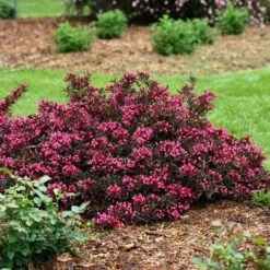 Spilled Wine® Weigela -Greatgardenplants weigela spilled wine 3