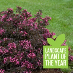 Spilled Wine® Weigela -Greatgardenplants weigela spilled wine 4