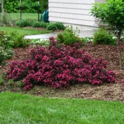 Spilled Wine® Weigela -Greatgardenplants weigela spilled wine 5