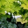 'White Gold' Bleeding Heart -Greatgardenplants white gold bleeding heart 1