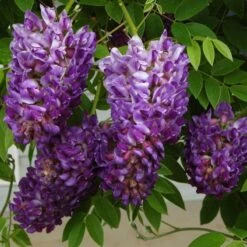 Greatgardenplants -Greatgardenplants wisteria amethyst falls 2 sw