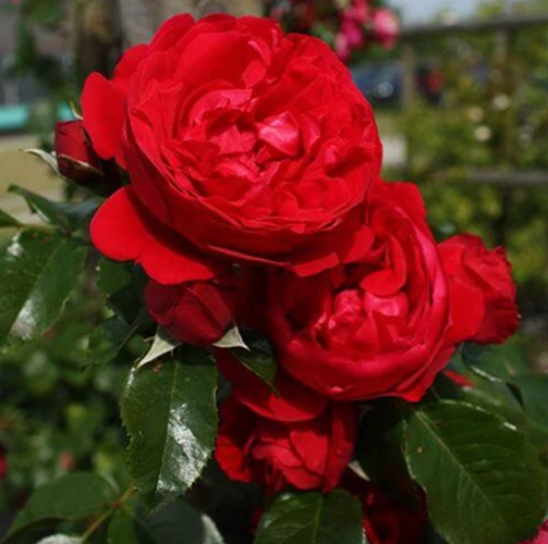 Greatgardenplants -Greatgardenplants 1560c08e29d8ec1612a5c256e3d0be4c