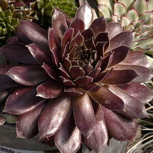 Greatgardenplants -Greatgardenplants 31a196d46a7a044eb41d1999345eb5f7