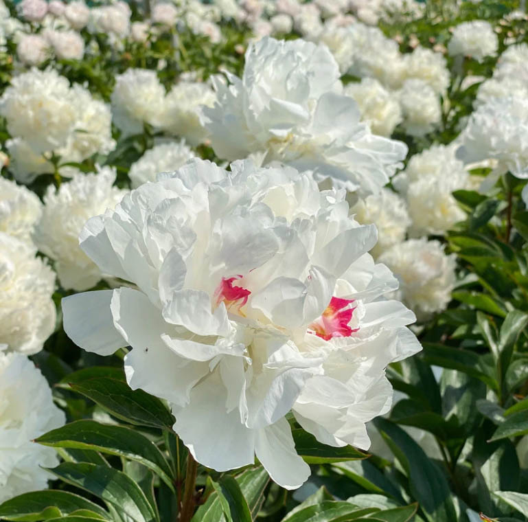 Greatgardenplants -Greatgardenplants TYUTY