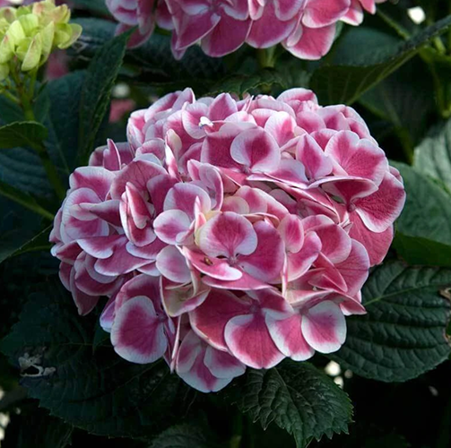 Greatgardenplants -Greatgardenplants a6d6561a9cf1a2d615047d9605c538aa